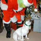 Kelly Madison in 'Mr. Grinch'