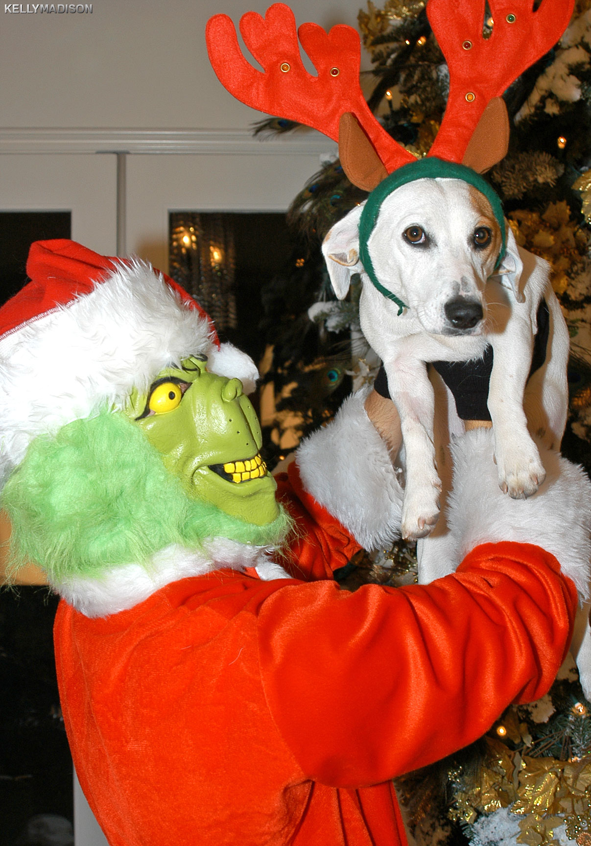 Kelly Madison - Mr. Grinch | Picture (4)